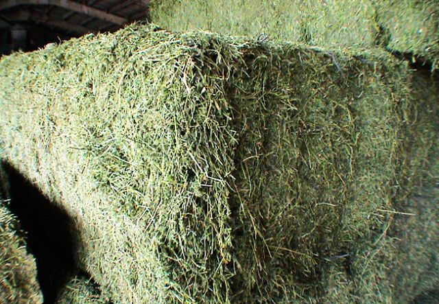 La solución nutritiva 🐑🐄🐎 para tus ovejas, vacas y caballos: nuestra alfalfa deshidratada de alta calidad está lista para ser parte esencial de su dieta. 🌱✨ 

✔️ Proporciona beneficios significativos para la salud y rendimiento de tus animales. 
✔️ Meticuloso proceso de deshidratación para conservar su frescura y valor nutricional superior. 
✔️ Alto contenido de fibra, rica en proteínas y fuente de minerales y vitaminas esenciales.

Alimentación completa y nutritiva. ¡Contáctanos hoy mismo! 📞📩

En #Poballe, estamos comprometidos con la calidad y el bienestar de tus animales. 🐾🌾 

Realiza tu pedido cuanto antes para asegurar stock. ¡Te esperamos! 💚🐮

➝ Teléfono : 932 29 69 09
➝ WhatsApp: 629 18 11 33
➝ poballe@poballe.com

#alfalfa #alimentacionanimal #alimentacionvacas #alimentacionovejas #alimentacioncaballos #nutricionequina #nutricionanimal